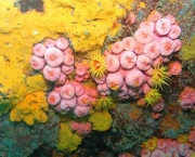 corais-podem-se-adaptar-a-mudancas-climaticas-diz-estudo-13