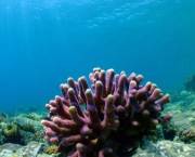 corais-podem-se-adaptar-a-mudancas-climaticas-diz-estudo-14