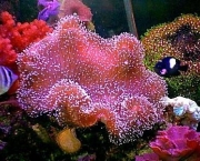 corais-podem-se-adaptar-a-mudancas-climaticas-diz-estudo-15