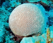 corais-podem-se-adaptar-a-mudancas-climaticas-diz-estudo-2