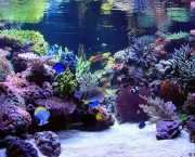 corais-podem-se-adaptar-a-mudancas-climaticas-diz-estudo-3