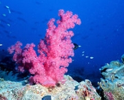 corais-podem-se-adaptar-a-mudancas-climaticas-diz-estudo-4