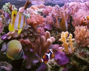 corais-podem-se-adaptar-a-mudancas-climaticas-diz-estudo-5