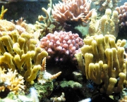 corais-podem-se-adaptar-a-mudancas-climaticas-diz-estudo-6