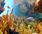 corais-podem-se-adaptar-a-mudancas-climaticas-diz-estudo-7