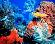 corais-podem-se-adaptar-a-mudancas-climaticas-diz-estudo-8