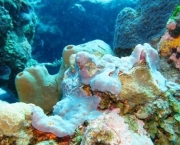 corais-podem-se-adaptar-a-mudancas-climaticas-diz-estudo-9