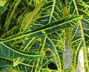 Croton Brasileirinho - Folha Fina (10)