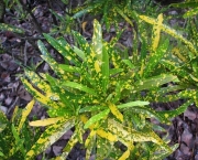 Croton Brasileirinho - Folha Fina (15)