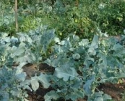 cultivo-de-hortas-5