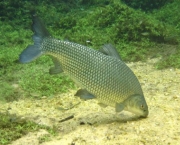 peixes-da-amazonia-1