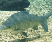 peixes-da-amazonia-2