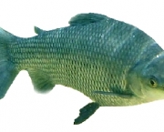 peixes-da-amazonia-3