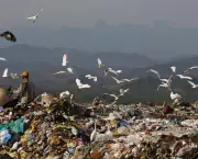 Decomposição do Lixo (3)