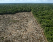 degradacao-florestal-no-brasil-4