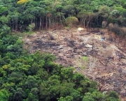 degradacao-florestal-no-brasil-11