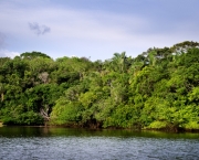 rainforest, Brazil