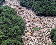 desflorestamento-e-uma-causa-do-aumento-da-extincao-1