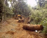 desflorestamento-e-uma-causa-do-aumento-da-extincao-10