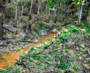desflorestamento-e-uma-causa-do-aumento-da-extincao-12