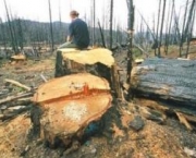 desflorestamento-e-uma-causa-do-aumento-da-extincao-13