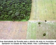 desflorestamento-e-uma-causa-do-aumento-da-extincao-14