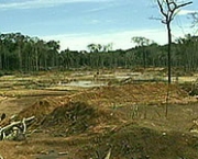 desflorestamento-e-uma-causa-do-aumento-da-extincao-3