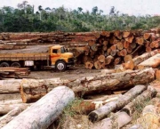 desflorestamento-e-uma-causa-do-aumento-da-extincao-5
