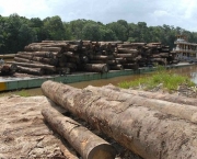 desflorestamento-e-uma-causa-do-aumento-da-extincao-6