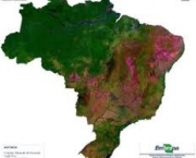 desinformacao-cobertura-florestal-brasileia-3