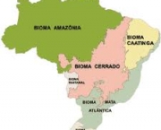 desinformacao-cobertura-florestal-brasileia-4