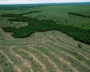 Aumento do Desmatamento na Amazonia (1).jpg