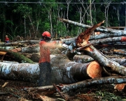 Aumento do Desmatamento na Amazonia (13).jpg