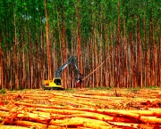 Aumento do Desmatamento na Amazonia (14).jpg