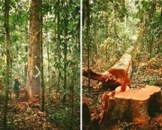 desmatamentos-na-amazonia-15