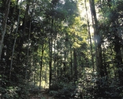desmatamentos-na-amazonia-2