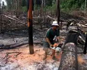desmatamentos-na-amazonia-8