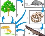 dominancia-ou-equitabilidade-3