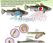 dominancia-ou-equitabilidade-5