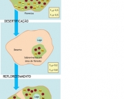 ecotipo-racas-diferentes-de-uma-mesma-especie-5