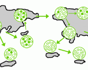 ecotipo-racas-diferentes-de-uma-mesma-especie-9