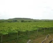 energia-solar-na-irrigacao-de-plantacao-de-uvas-4