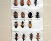 entomologia-a-ciencia-dos-insetos-4
