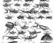 entomologia-a-ciencia-dos-insetos-6