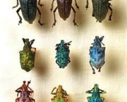 entomologia-a-ciencia-dos-insetos-8