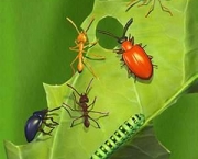 entomologia-a-ciencia-dos-insetos-9