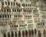 entomologia-a-ciencia-dos-insetos-15