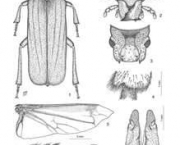 entomologia-a-ciencia-dos-insetos-16