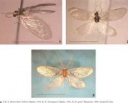 entomologia-a-ciencia-dos-insetos-18