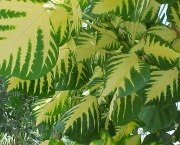 Erythrina Indica Picta (1)